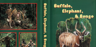 BUFFALO, ELEPHANT, & BONGO BUFFALO, ELEPHANT, & BONGO