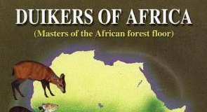 Beitrag über Duckerjagd in Duikers of Africa – Masters of the African Forest Floor Duikers of Africa