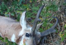 Jagd auf Pronghorn in Wyoming Pronghorn