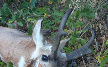 Jagd auf Pronghorn in Wyoming Pronghorn