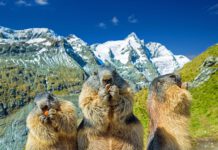 Volksmedizin Murmeltier und Dachsfett als traditionelle Medizin in der Hausapotheke Murmeltieröl