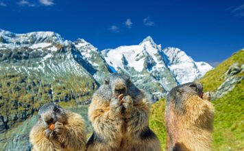 Volksmedizin Murmeltier und Dachsfett als traditionelle Medizin in der Hausapotheke Murmeltieröl
