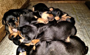 DJT Deutsche Jagdterrier Hurra, die Welpen sind da Jagdterrier